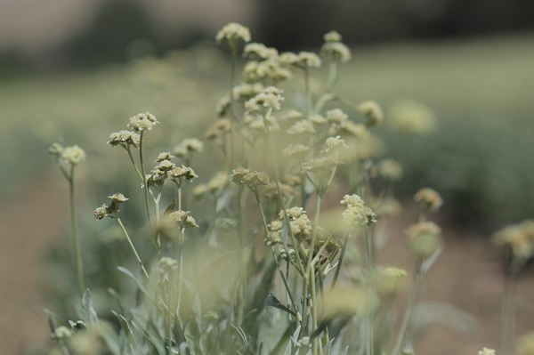 Guayule_LOW